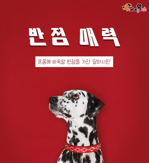 바른반점 이미지