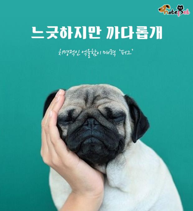 까다롭개 이미지