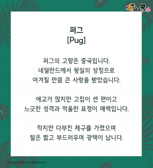 까다롭개 이미지