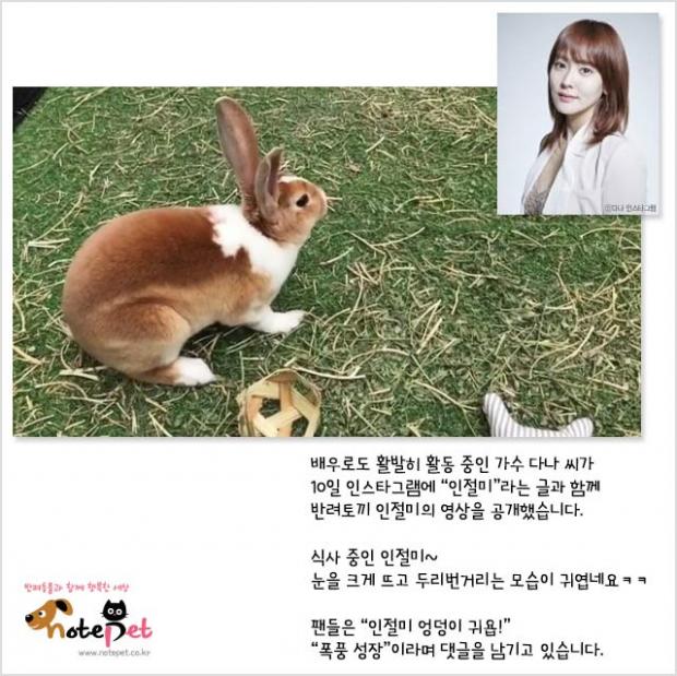 다나펫 이미지