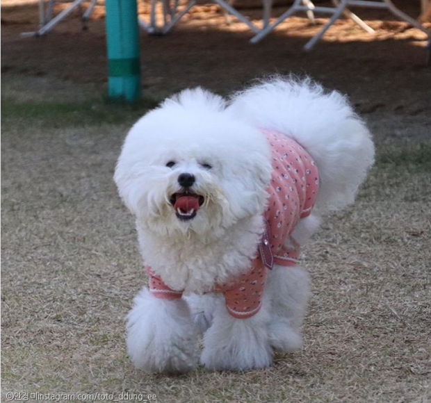 솜사탕 이미지