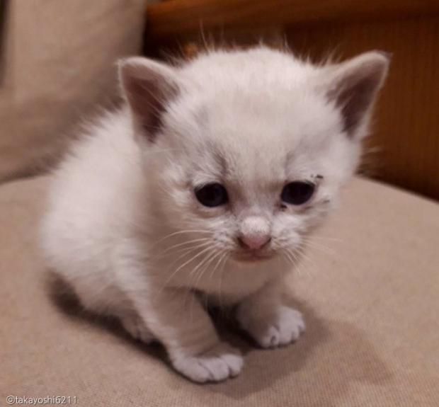 가장 먼저 구조한 아기 고양이 '우유'