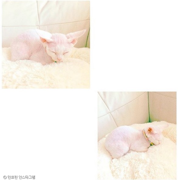 젤리피플 이미지