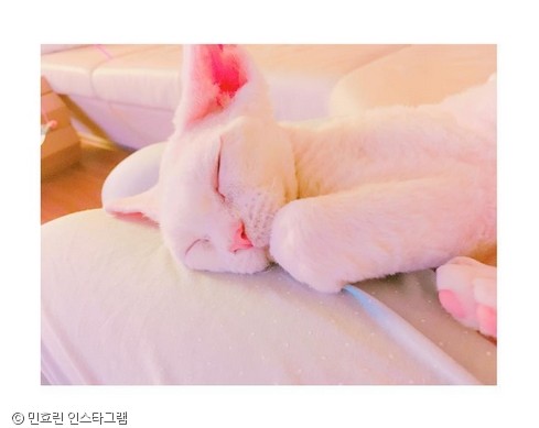 젤리피플 이미지