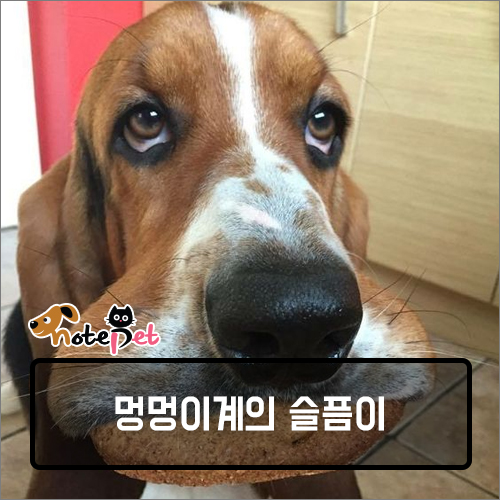 까다롭개 이미지