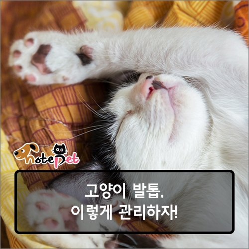 까다롭개 이미지