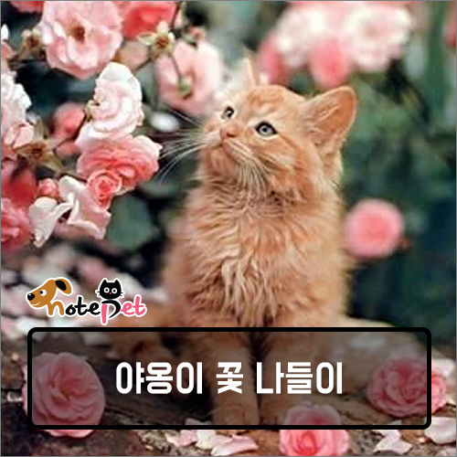 까다롭개 이미지