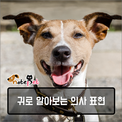 까다롭개 이미지