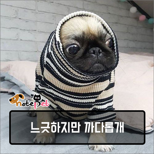 까다롭개 이미지
