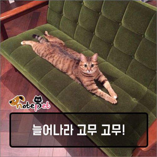 까다롭개 이미지