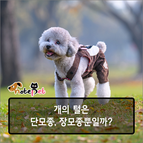 까다롭개 이미지