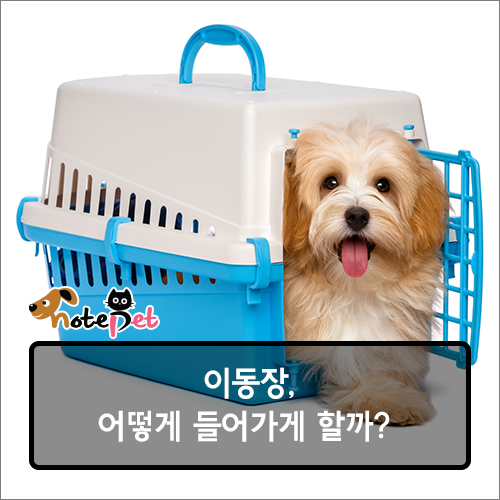까다롭개 이미지