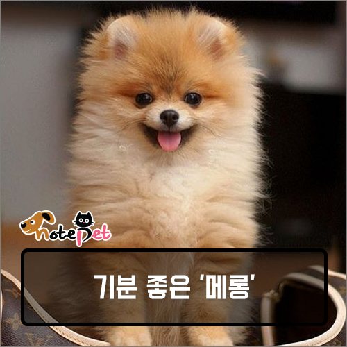 까다롭개 이미지