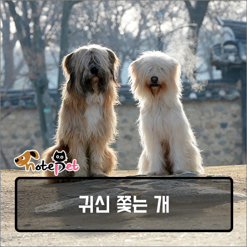 까다롭개 이미지